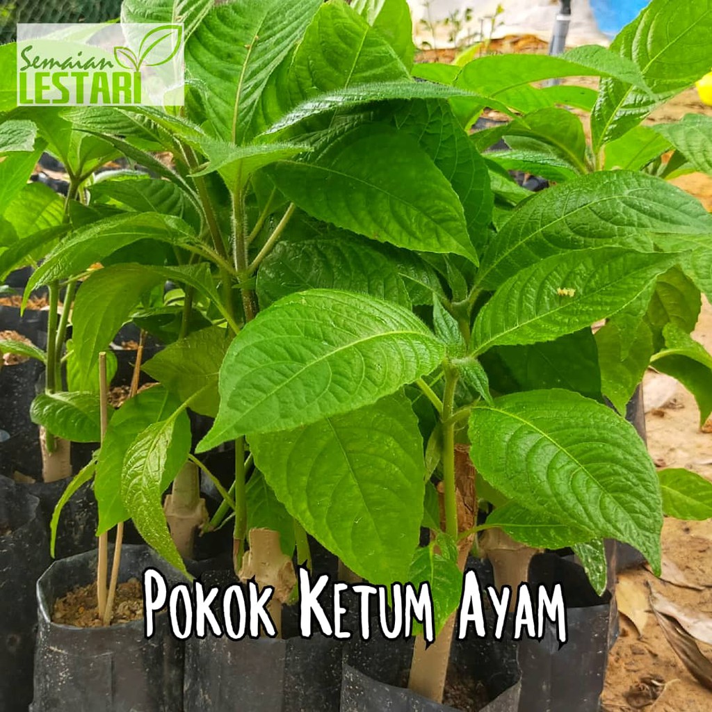 Ketum buah pokok Anim Agro