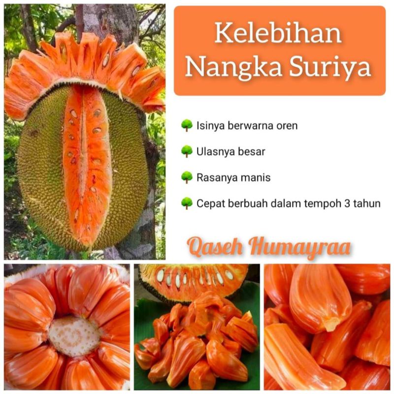 Nangka Suriya dan Kelebihannya