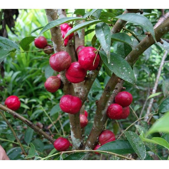 ( Ready stock) Mahkota Dewa 皇冠果 (200g)