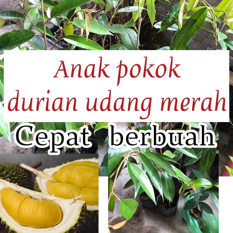 Anak Pokok Durian Udang Merah Cepat Berbuah Shopee Malaysia