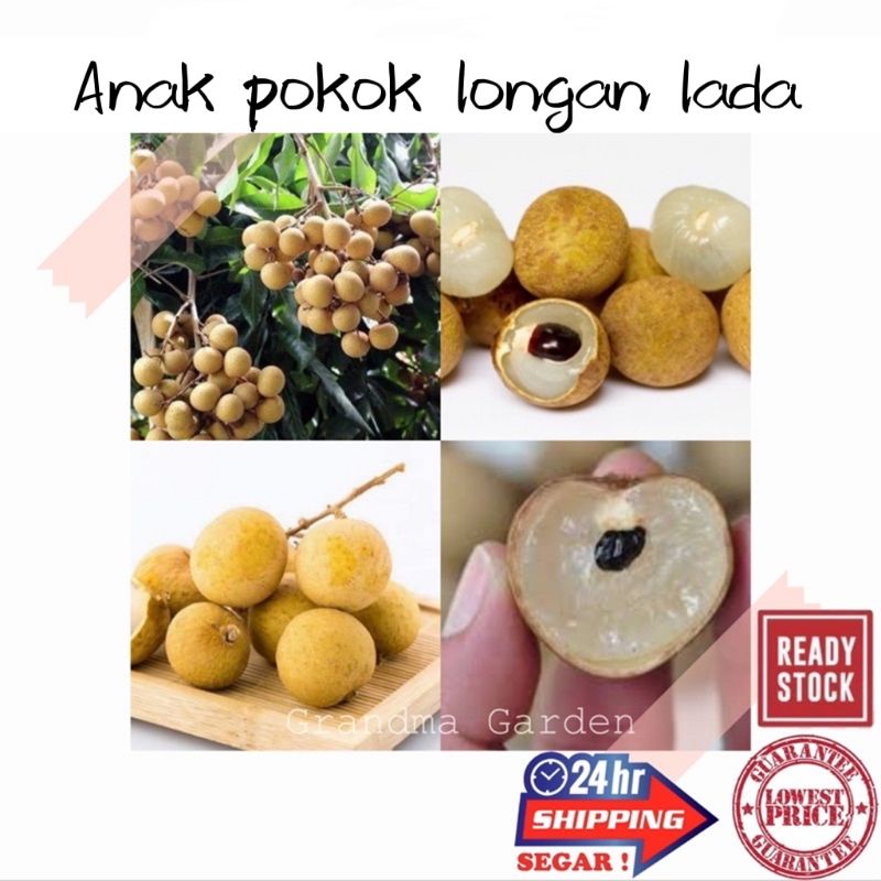 (GG real plant) anak Pokok longan lada ^ cpt berbuah hybrid top quality ...