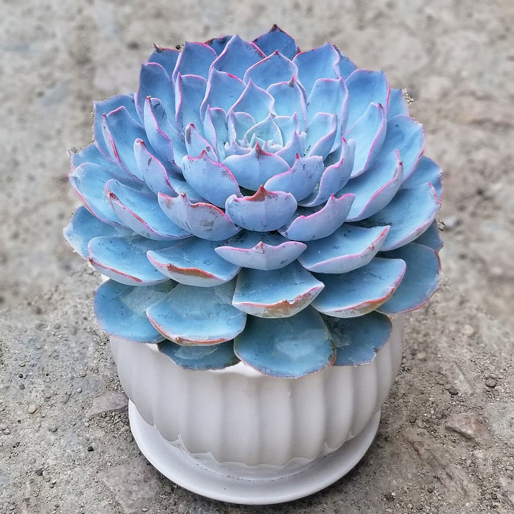 多肉植物盆栽 推荐 蓝莲花多肉植物盆栽肉肉植物老桩多肉室内绿植花卉好养花