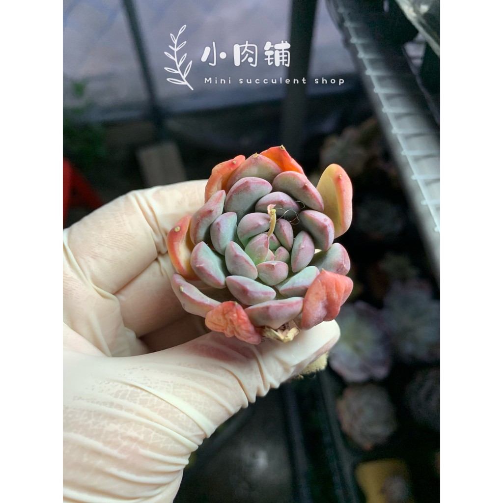 Buy Ready Stock Imported Succulent Echeveria Pulidonis 现货多肉植物厚叶花月夜 Seetracker Malaysia