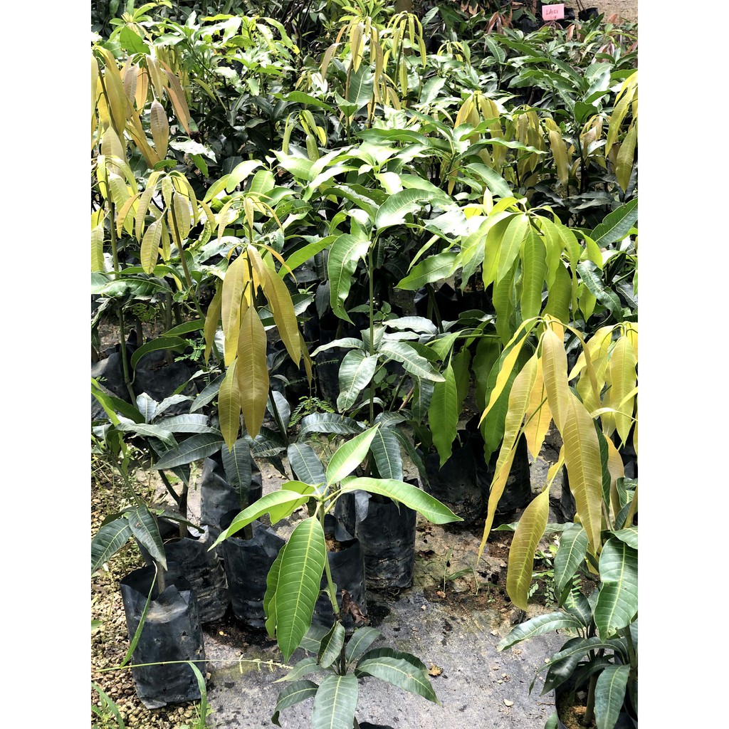 Buy Mangga Epal Pokok Mangga Epal Mangga Epal Cepat Berbuah Mangga Epal Hybrid Pokok Mangga Epal Hybrid Seetracker Malaysia