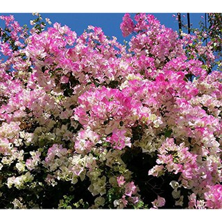  Thai  Delight Bougainvillea Bunga  Kertas  Thai  Delight 