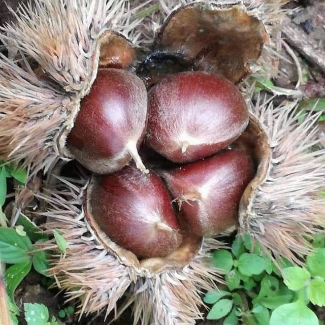 Pokok Buah Berangan Pokok Kawin Shopee Malaysia