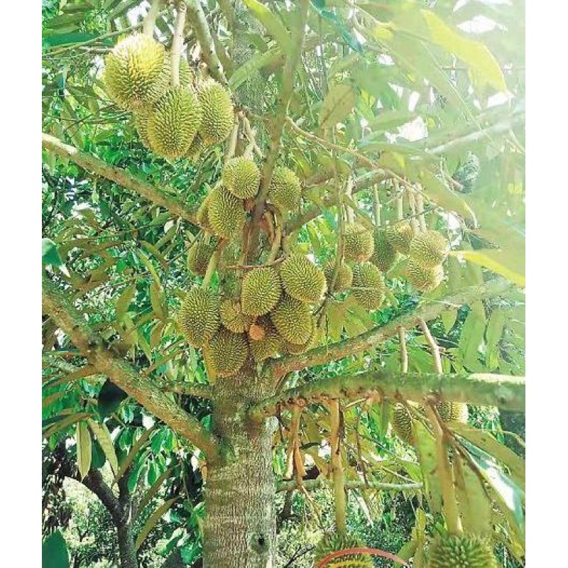 Buy Big Slaes Direct Kilang Baja Durian Musang King Duri Hitam D24 Dll Seetracker Malaysia