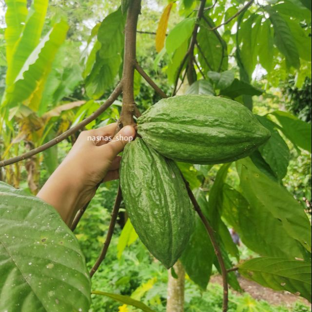 Anak Pokok Koko - dalam Polybag / Dari Biji Benih  Shopee Malaysia