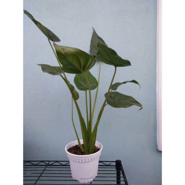 Alocasia cucullata Hooded Dwarf Elephant Ear plant Shopee Malaysia