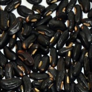 Biji benih kacang panjang biji hitam | Shopee Malaysia