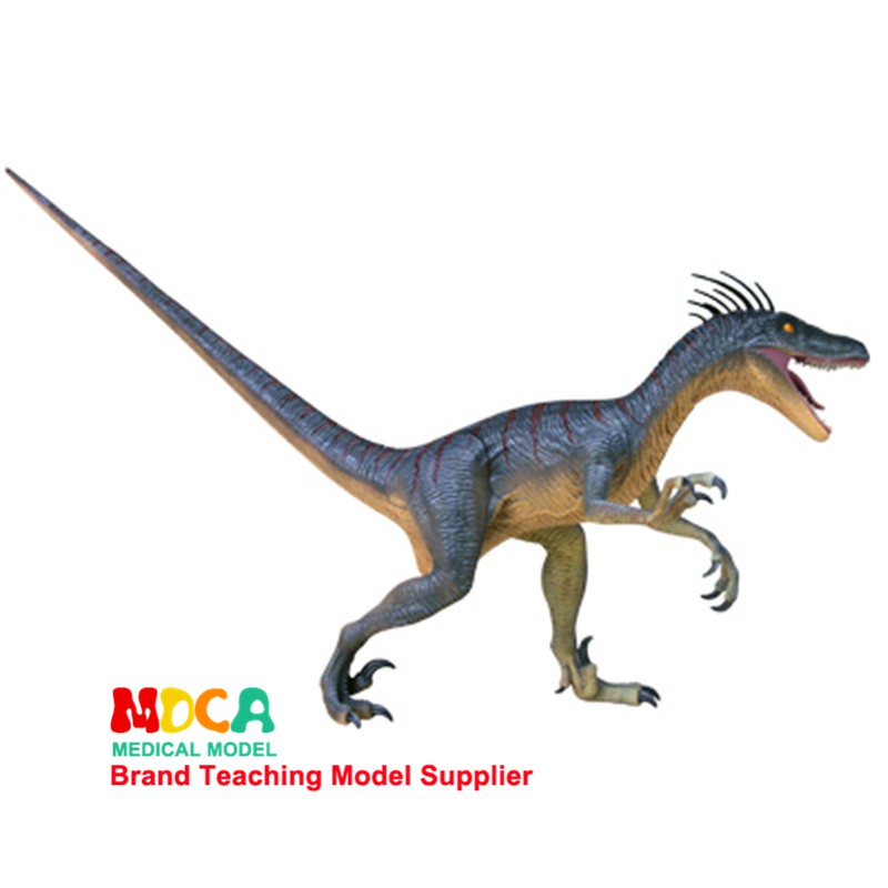 dinosaur anatomy toy