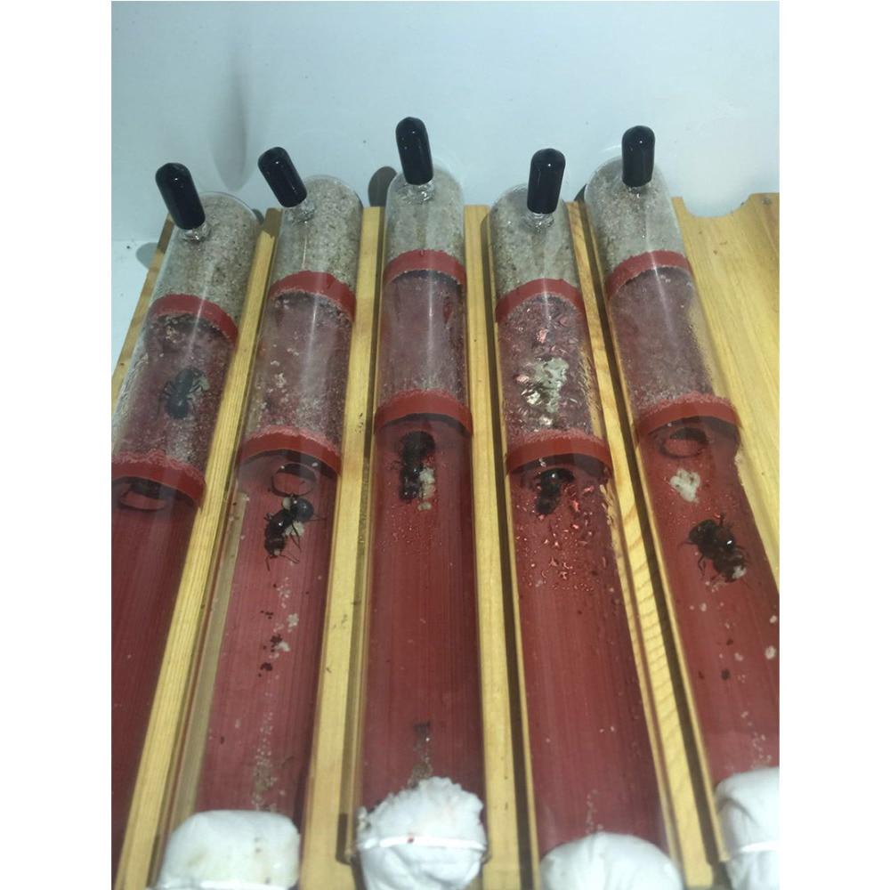 DIY Ecological Ant Farm Bamboo Test Tube Ant Nest Various Sizes Tubes