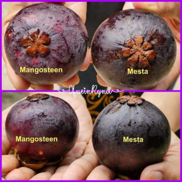 Beza buah mesta dan manggis