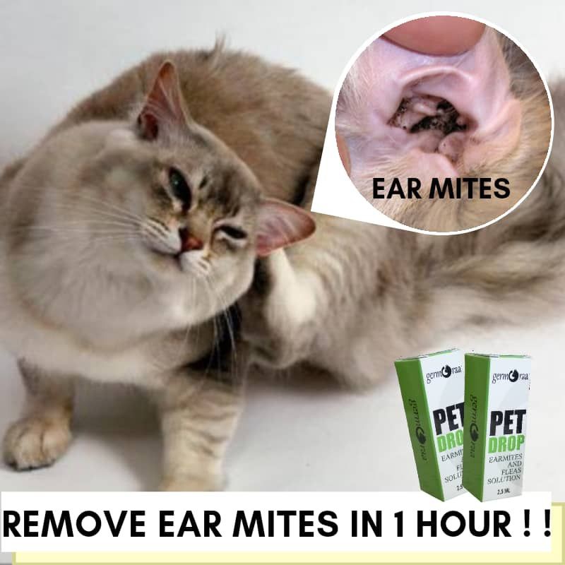 PET DROP-EAR MITES u0026 ANTI-FLEA SOLUTION-UBAT KUTU KUCING / ANJING 
