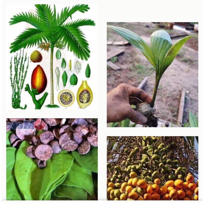 Anak Pokok Pinang Kampung Areca Palm Catechu L Betelnut L Palma Pinang Makan Ready Stok Dalam Poly Bag Shopee Malaysia