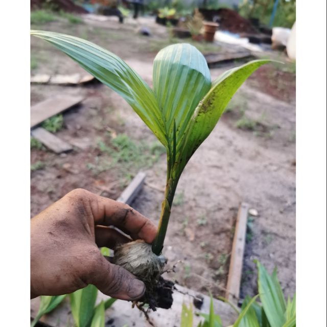 Anak pokok pinang  kampung areca palm catechu 