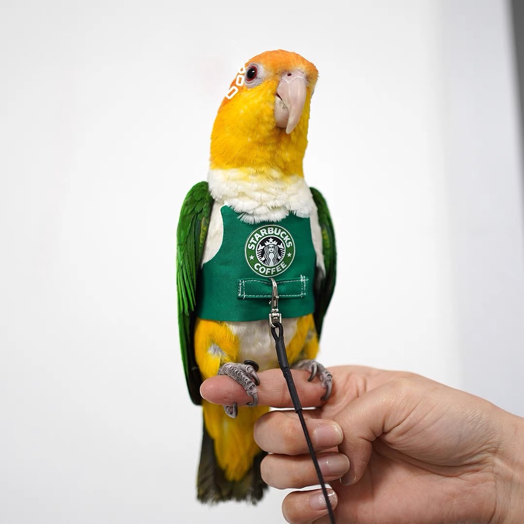 Bird Parrot Harness Ultra-Light Strap Vest out Traction Clothes to Prevent Flying Lost Cockatiel Flight Suit Setelan penerbangan burung beo