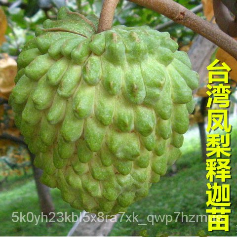 Malay Special Varietiesfour Seasons Fruit Seedlings Fruit Seedlings Taiwan Pineapple And Fruit Seedlings Fruit Of The Shopee Malaysia