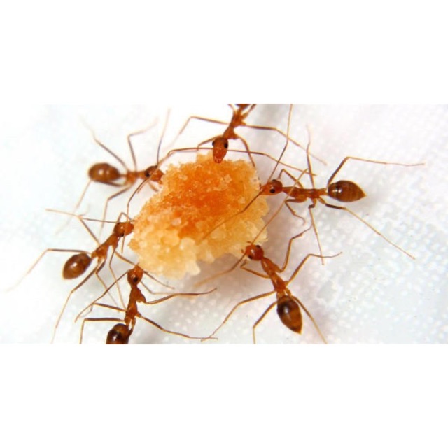 3g REPACK ubat penghalau semut dan anai-anai tabur je kat laluan dan kawasan serangan