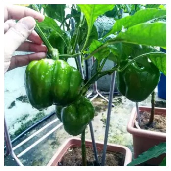 Buy Seeds Biji Benih Lada Benggala Hijau Seeds Seetracker Malaysia