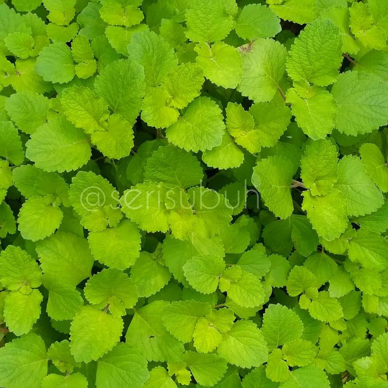 MANGUN ANAK POKOK BAHAN GULAI TEMPOYAK DAUN MASAKAN NOGOGHI 