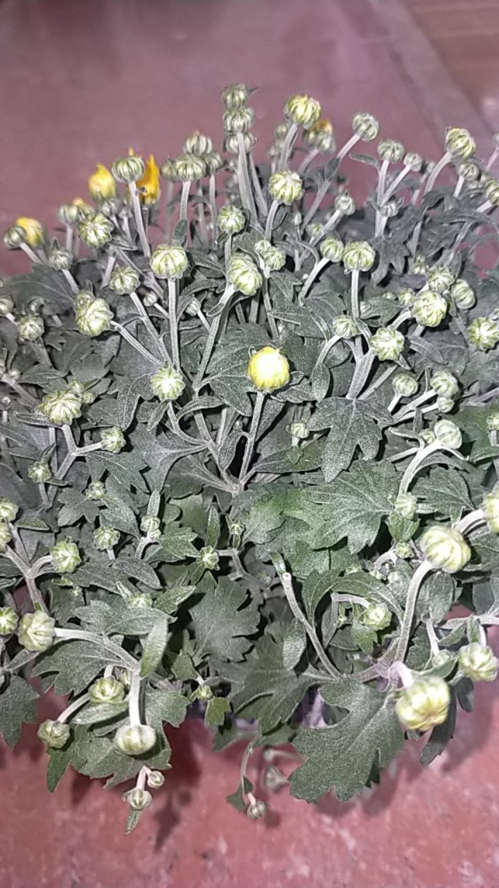  Anak Pokok  Bunga Kekwa Kuning Live Plants Chrysanthemum 