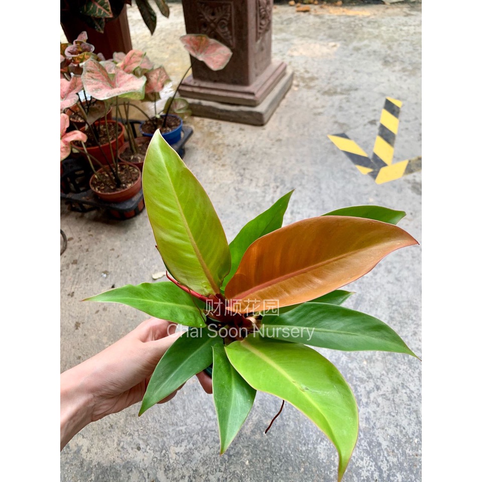 Indoor plant Philodendron Hybrid Shopee Malaysia