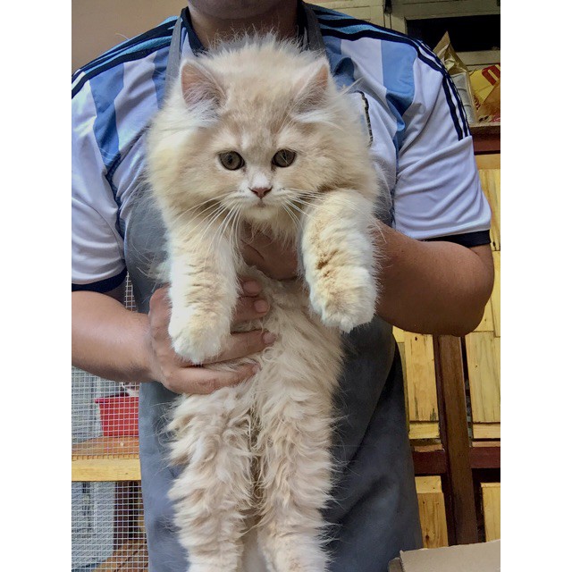 Makanan Kucing Cepat Gemuk Dan Bulu Cantik Shopee Malaysia