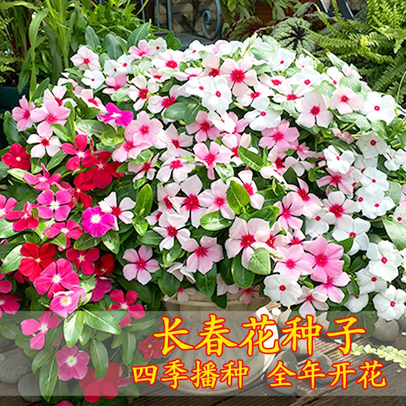Periwinkle Seeds Four Seasons Flowering长春花种子四季开花播种家庭阳台盆栽花卉庭院绿化花种易种花籽8 17 Shopee Malaysia