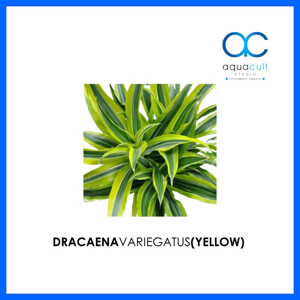 Dracaena Variegatus (Yellow) (Terrarium/Vivarium/Paludarium/Plant