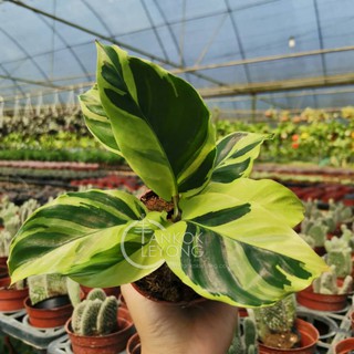 TKL Calathea Yellow  Fusion  Shopee Malaysia