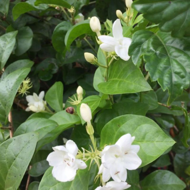 ANAK POKOK BUNGA MELUR / JASMINE FLOWER | Shopee Malaysia