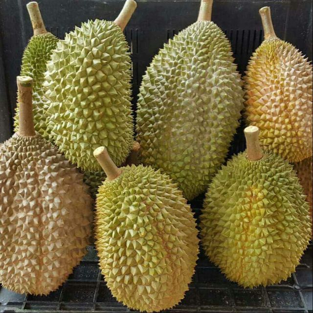 Durian Promotion South Black Thorn King Fresh Yummy 2020 Year Shopee Malaysia