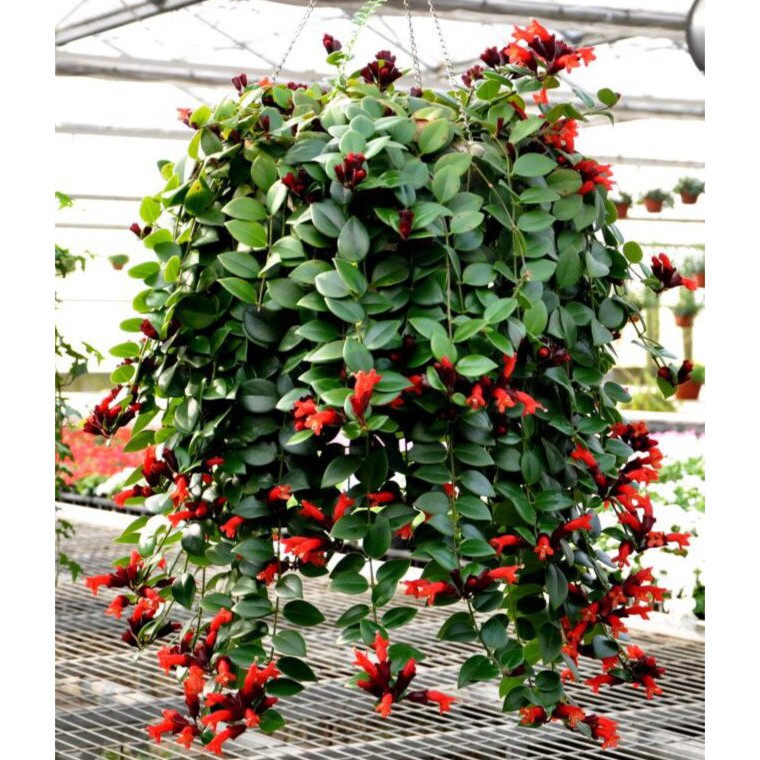 [Hanging Flower] RED LIPSTICK MONALISA with hanging pot/ Pokok Bunga
