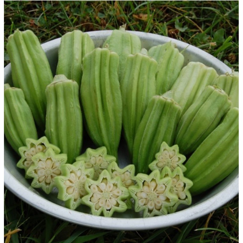 Benih Bendi Arab Hijau Green Arabic Okra Seeds 大小肥羊羊角豆 20pcs