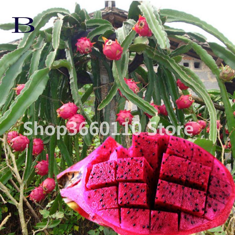 Sweet Pitaya Bonsai Tree Plants Dragon Fruit Seeds Non-gmo 100 Seed/Pack