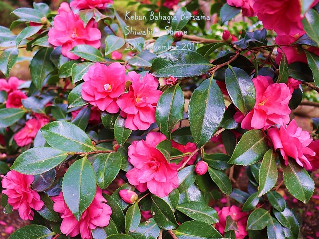 Pokok Bunga Camelia Rajin Berbunga Shopee Malaysia