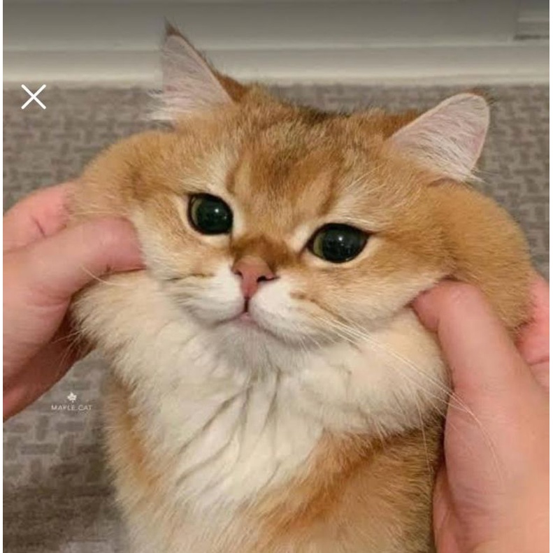 Kucing Gebu Dan Gemuk - soakploaty