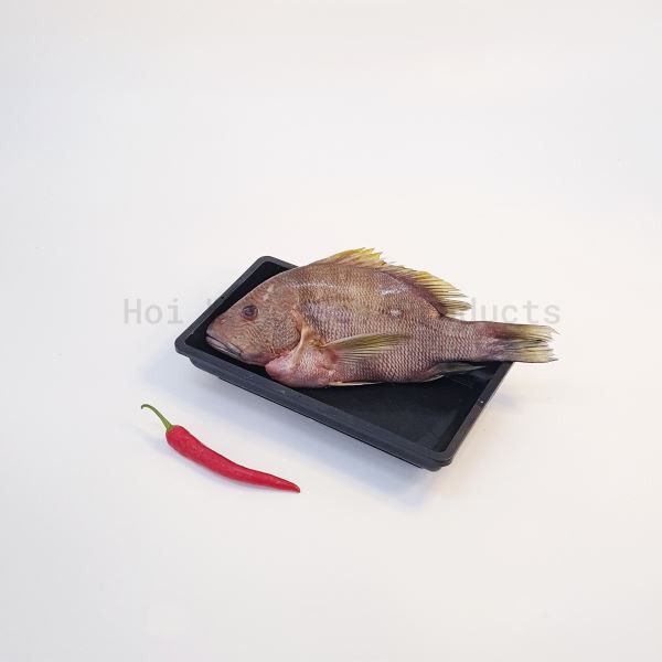 Chicken Fish 海底鸡鱼 Sold Per Fish Shopee Malaysia