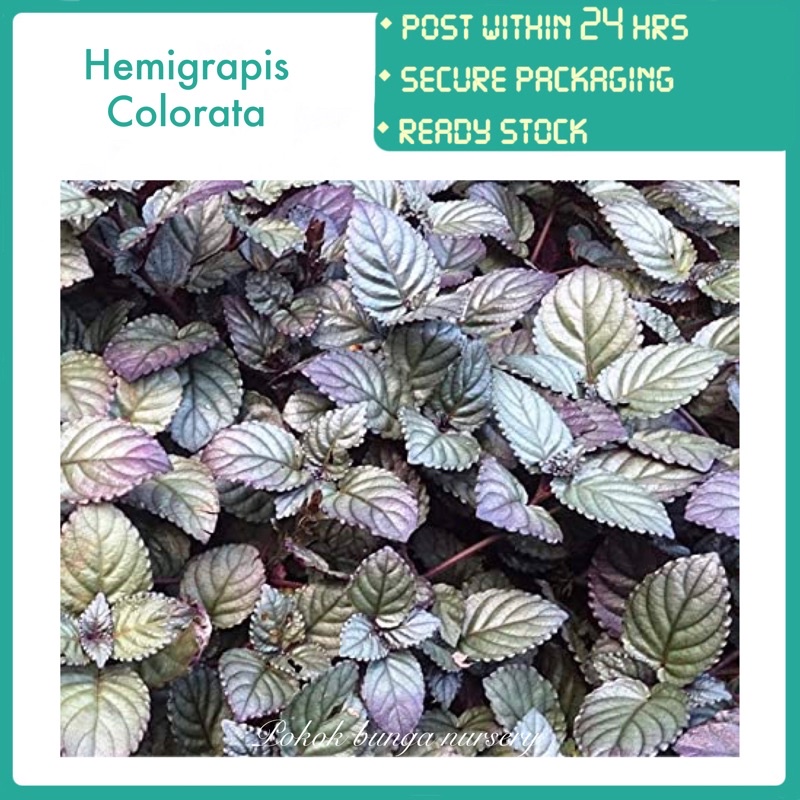 PBN - hemigraphis colorata - pokok bunga nursery red flame ivy ...