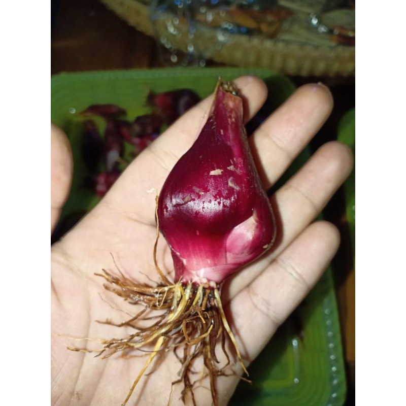 Fresh Dayak Onion 1 Kg Shopee Malaysia
