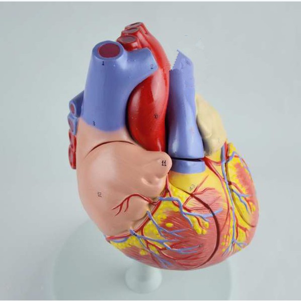 Human Heart Life-size Model for Anatomical Medical Cardiovascular ...