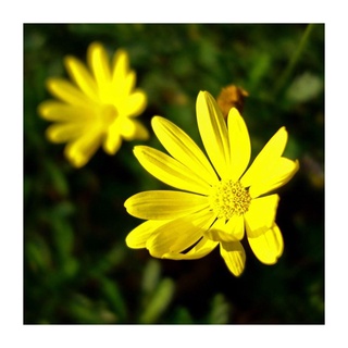 Pelbagai Biji Benih Bunga Flower Seed Mixed Colors Gardening 多种类花种子 水袖波斯菊万寿 菊西洋大滨菊矮雪伦翠菊梦幻春黄菊勋章花 Is Rm2