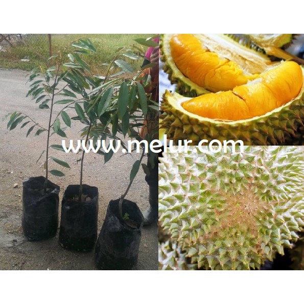 Anak Pokok Durian Musang King D197 Kahwin Shopee Malaysia