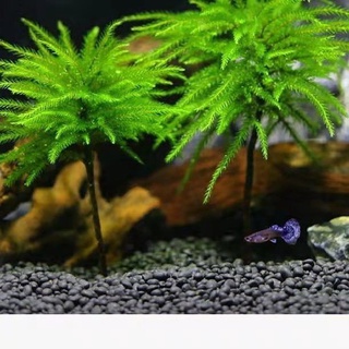活体苔藓水草生态水草耐鱼缸鱼缸水族箱鱼草活瓶耐低温万年paperorganizers藓造景 Shopee Malaysia