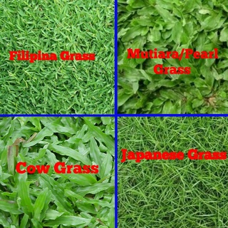 Grass/Pembekal Rumput Karpet Hidup / Carpet Grass / Japanes Grass / Cow ...