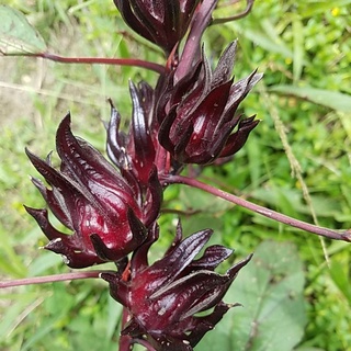 10 biji buah rozel arab buah besar fresh | Shopee Malaysia