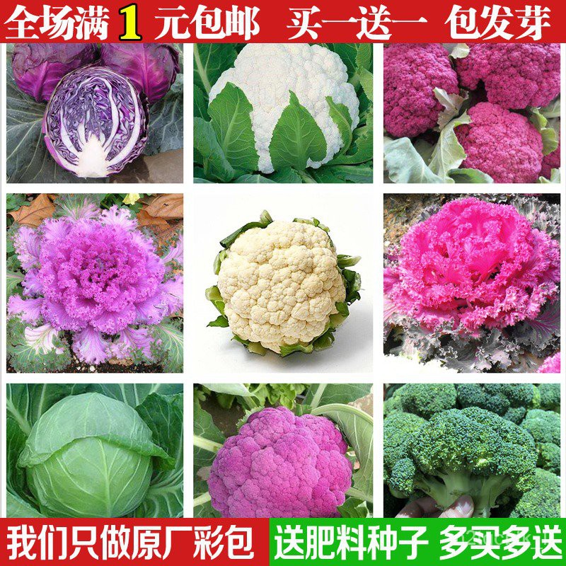 Vegetable Seeds 花椰菜松花菜西兰花西蓝花宝塔菜紫甘蓝包心菜紫菜花种籽蔬菜种子 Shopee Malaysia