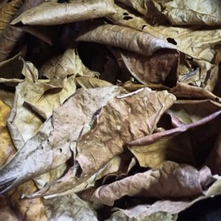 Daun ketapang, ketapang air laut, air ikan,daun ikan, ubat 