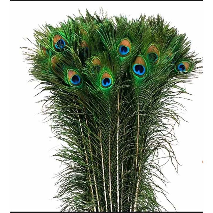 10 pcs set Original peacock feathers 37inches to 40 inches/mayil iragu ...